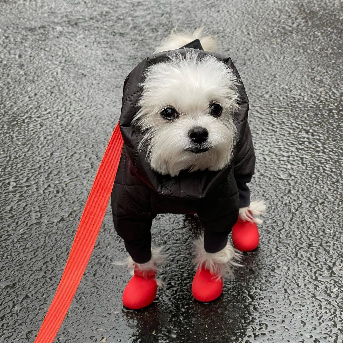 Botas de lluvia de silicona antideslizantes para perros