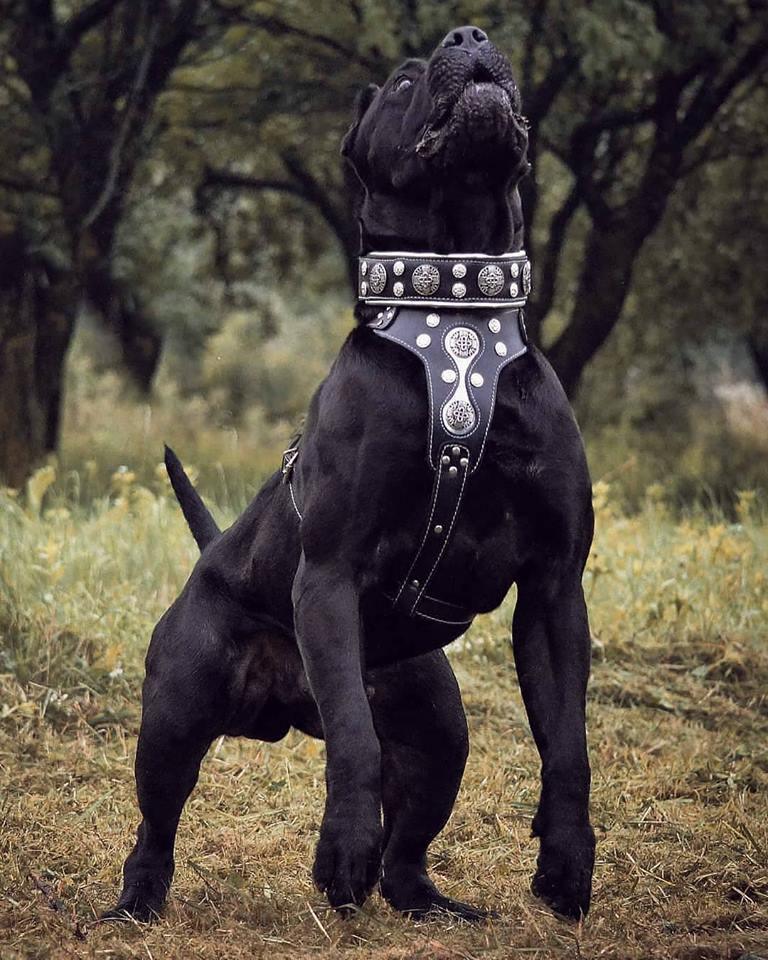 Collar Bestia Hektor de cuero acolchado para perros grandes, foto 2 de 3