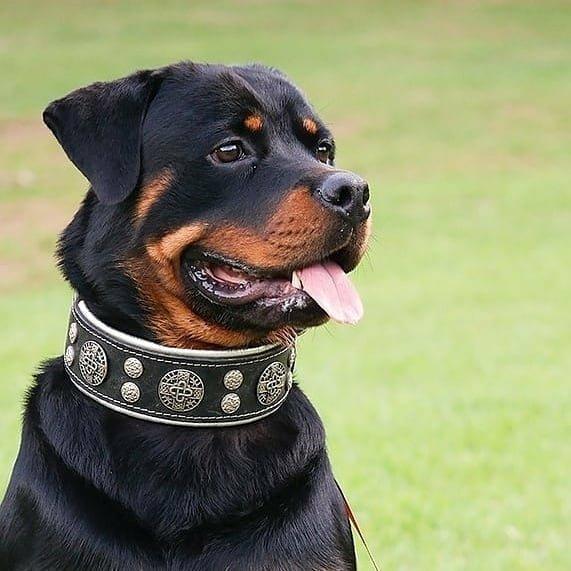 Collar Bestia Hektor de cuero acolchado para perros grandes, foto 3 de 3