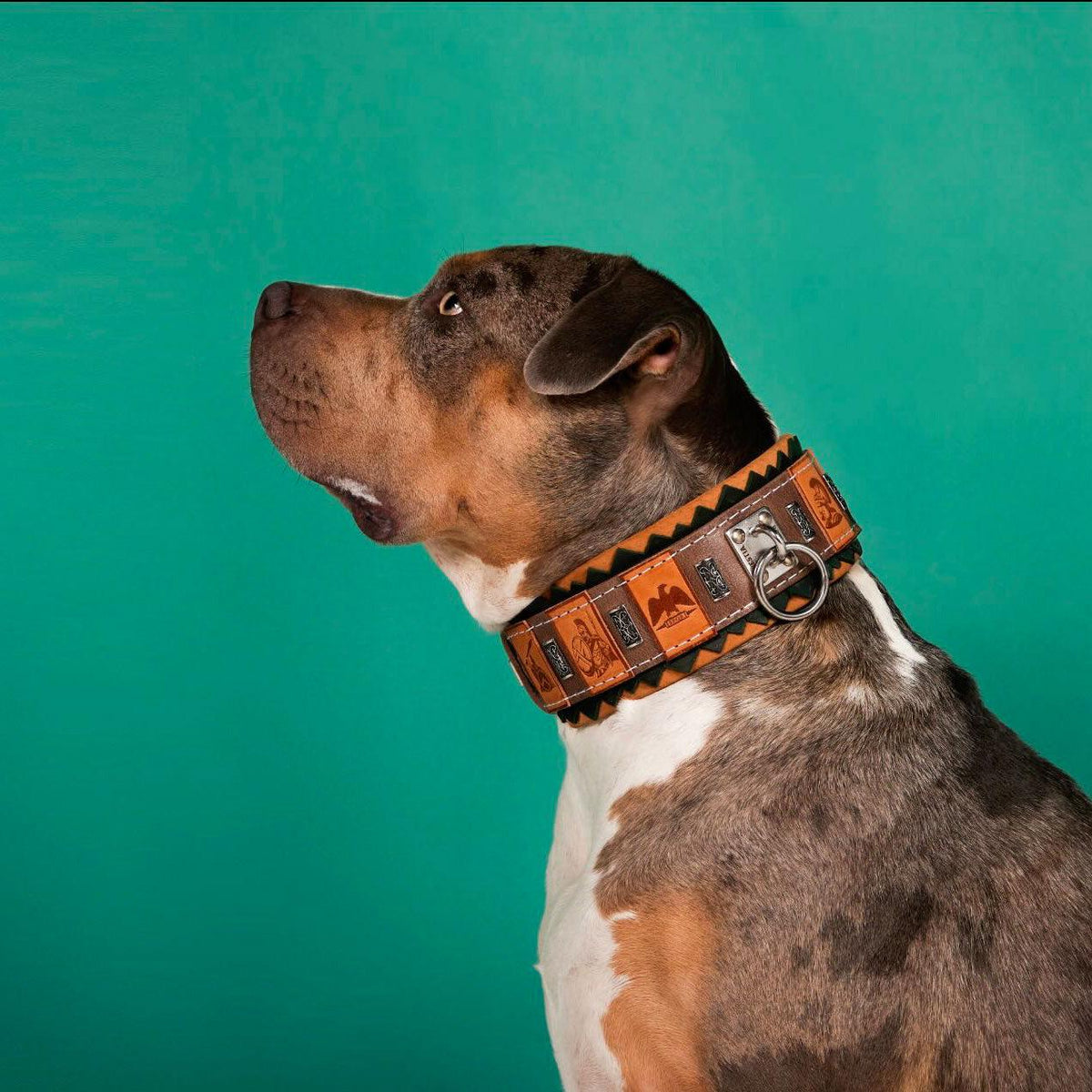 Collar Bestia SPQR de cuero para perros, foto 3 de 4