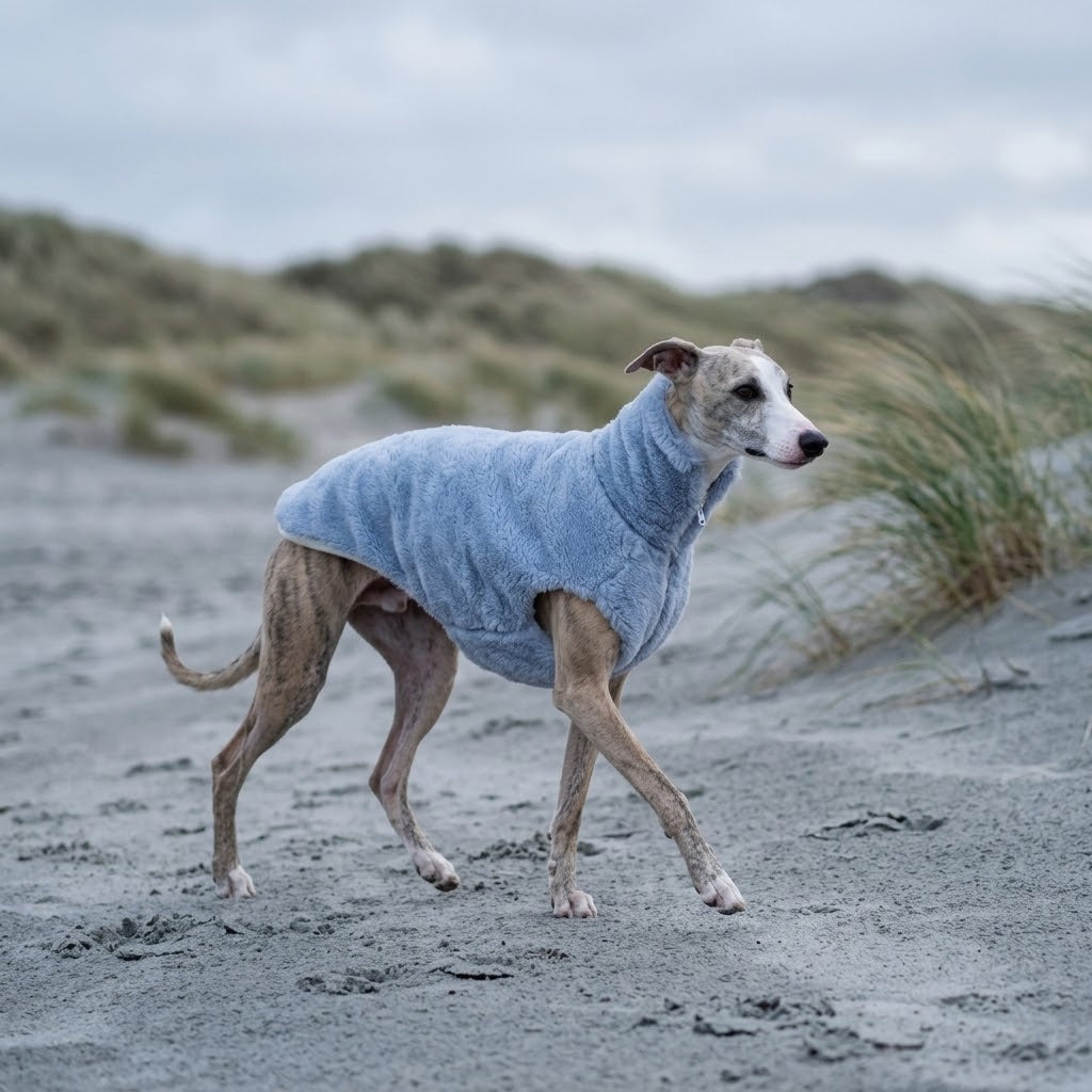 Galgo con chaleco de lana azul Mellow caminando por una playa en invierno