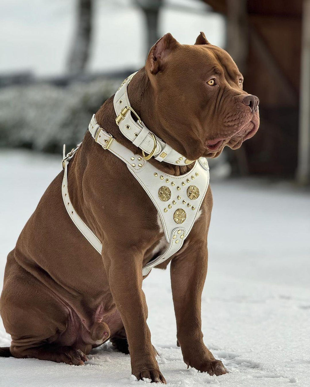 Collar Bestia Maximus blanco y dorado para perros grandes, foto 4 de 4