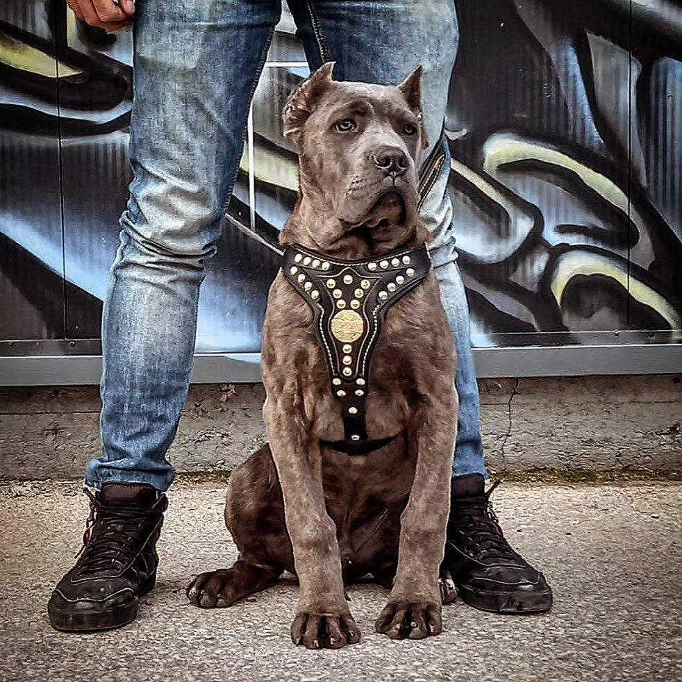 Arnés Bestia Maximus V2 de cuero para perros medianos, foto 3 de 3