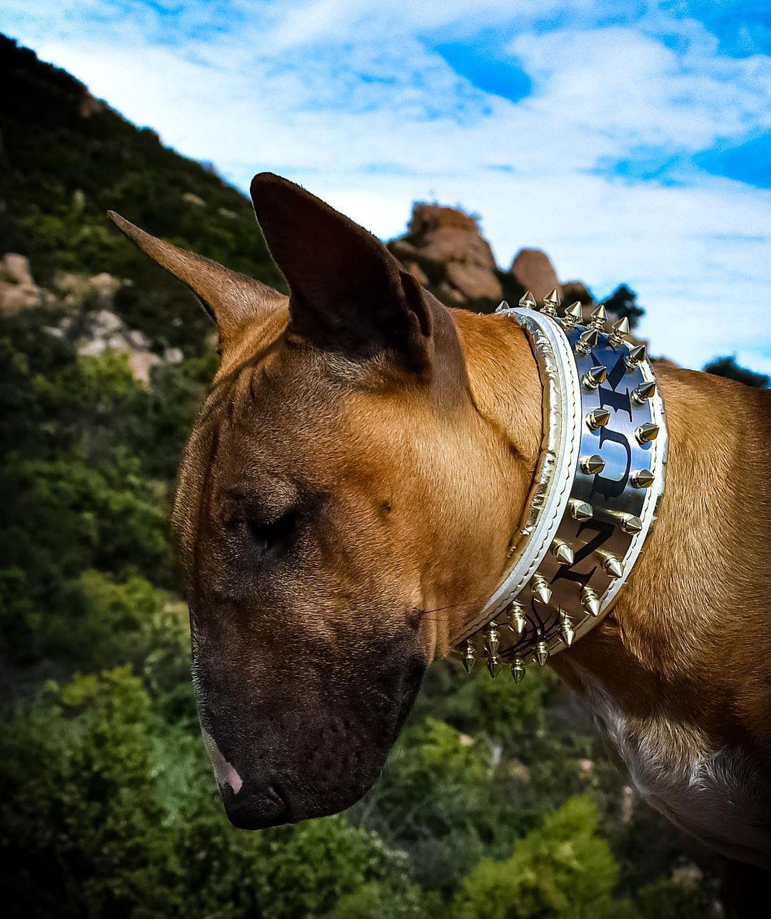 Collar Bestia Metal blanco y dorado personalizable, foto 2 de 5
